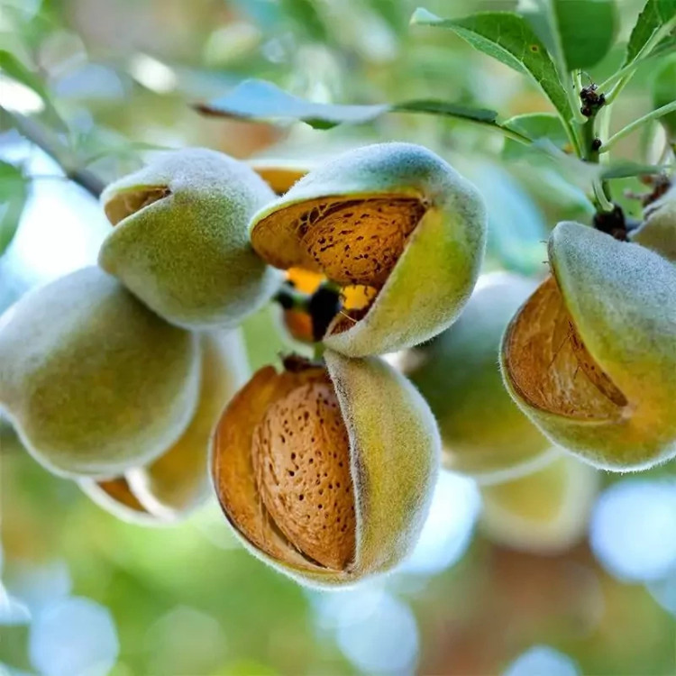 نهال بادام آذر بسیار دیرگل