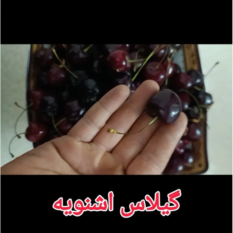نهال گیلاس اشنویه
