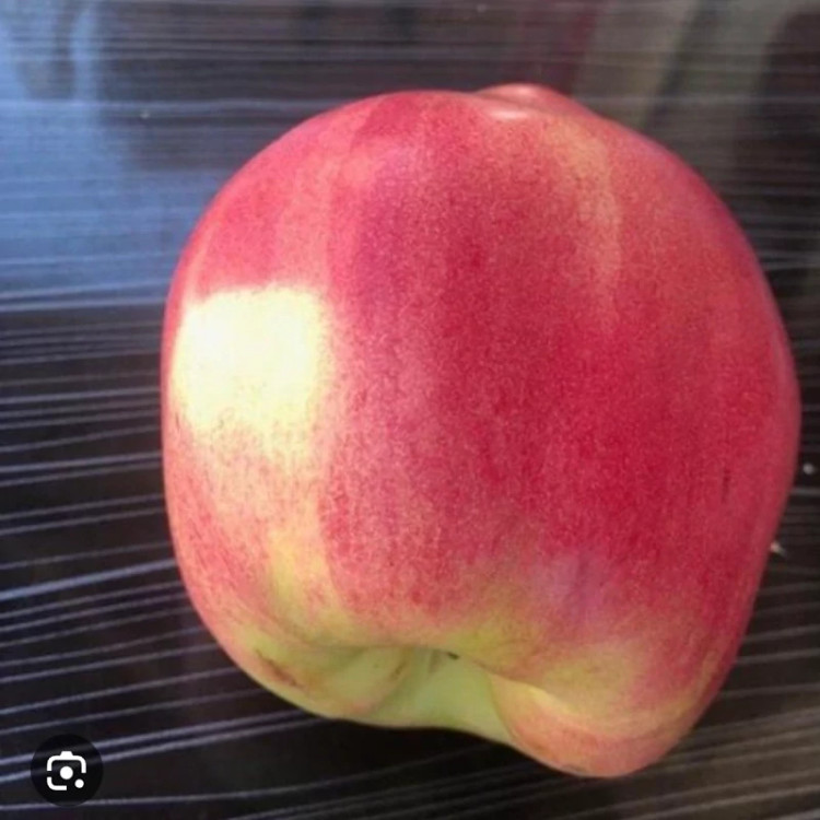 نهال به پوست قرمز(به آمریکایی)