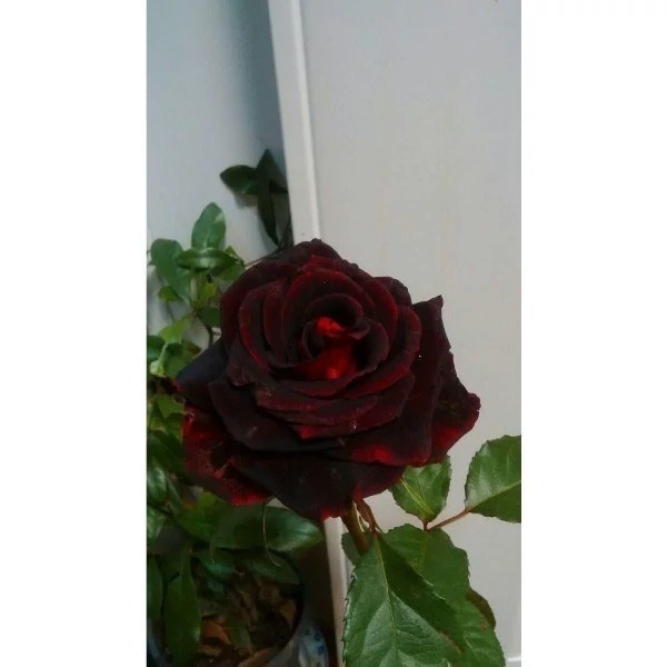 نهال گل رز سیاه مخملی