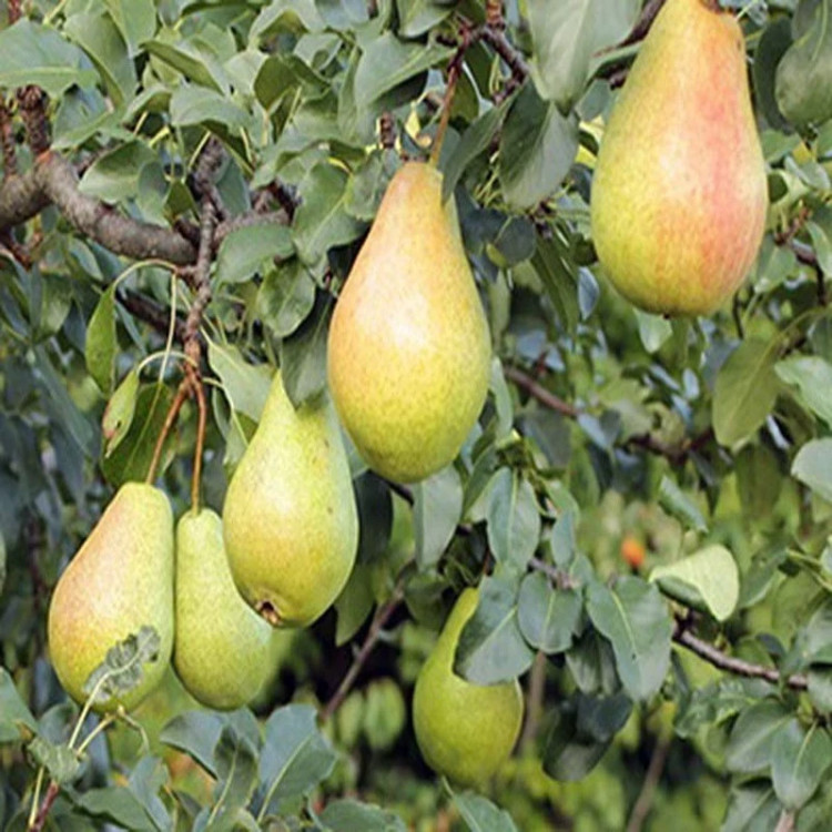 نهال گلابی شاه میوه زرد