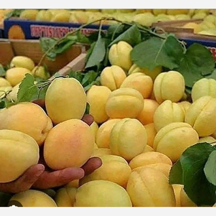 نهال زردآلو عسگرآباد