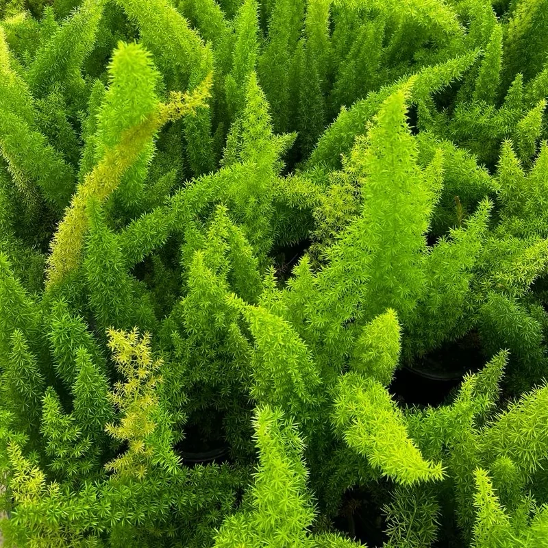 بوته گل دم روباهی