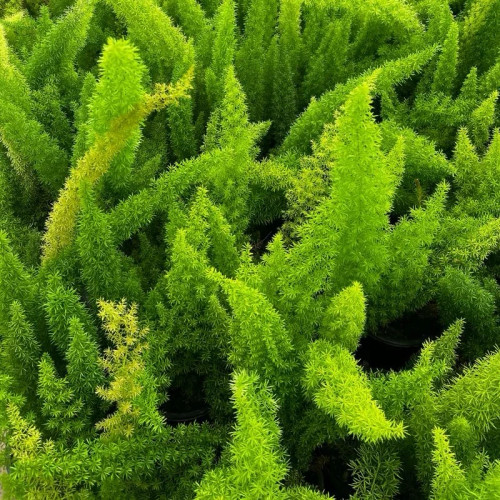 بوته گل دم روباهی