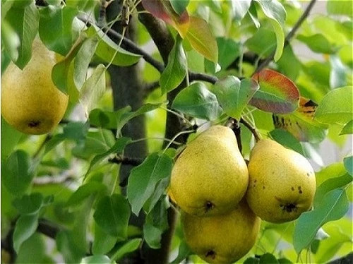 نهال گلابی حسین آبادی