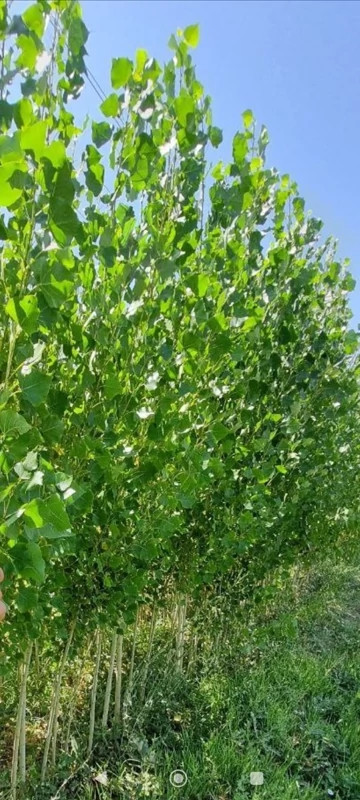 نهال صنوبر نیگرا