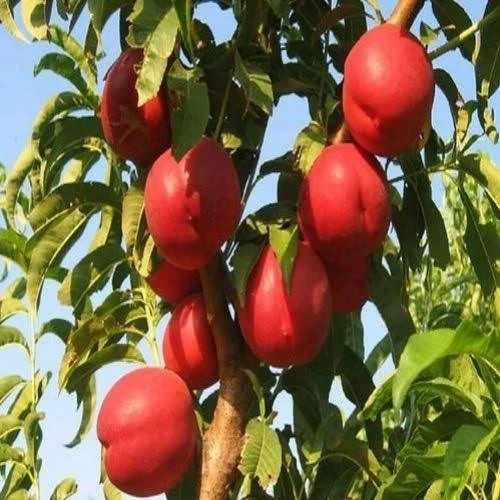 نهال شلیل رفعتی