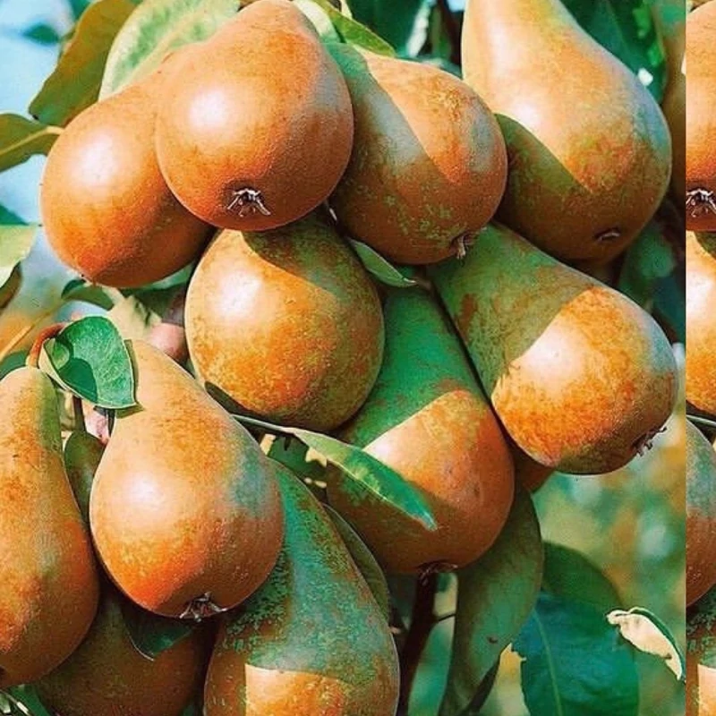 نهال گلابی کره ای