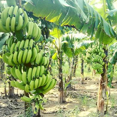 نهال موز کاوندیش سوپر درشت