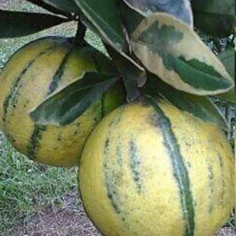 نهال لیمو ترش خونی ابلق