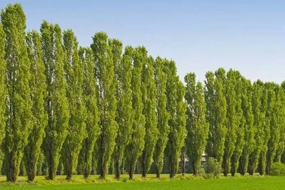نهال صنوبر کبوده دسته طی