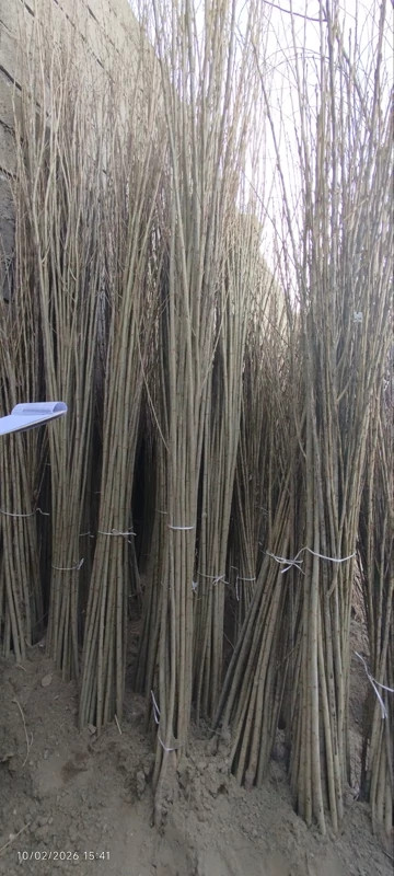 نهال صنوبر نیگرا 3متری