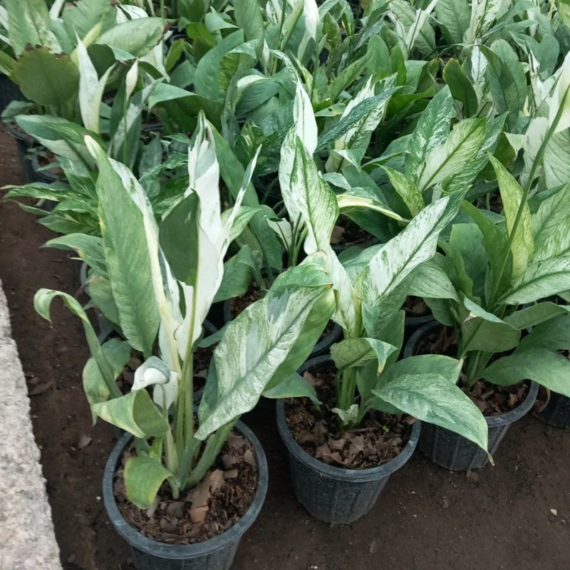نهال اسپاتی ابلق