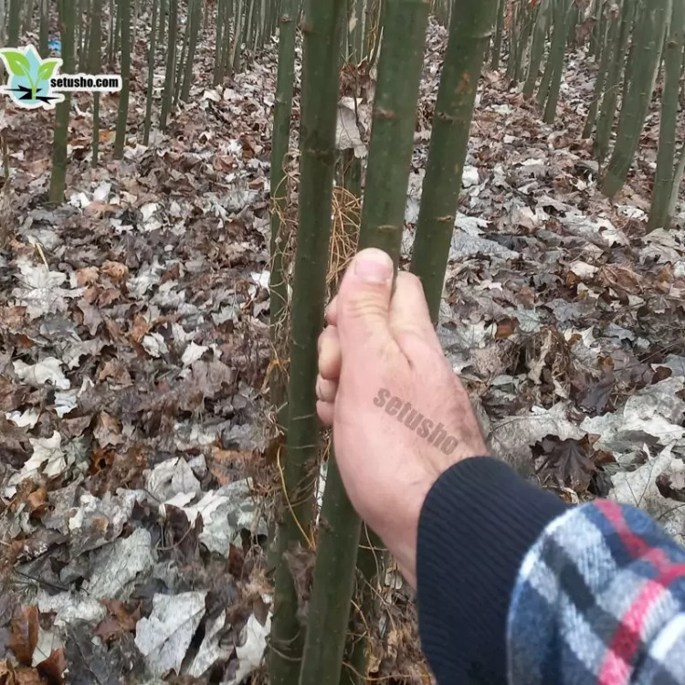 نهال کبوده یک ساله با ارتفاع 2 متر