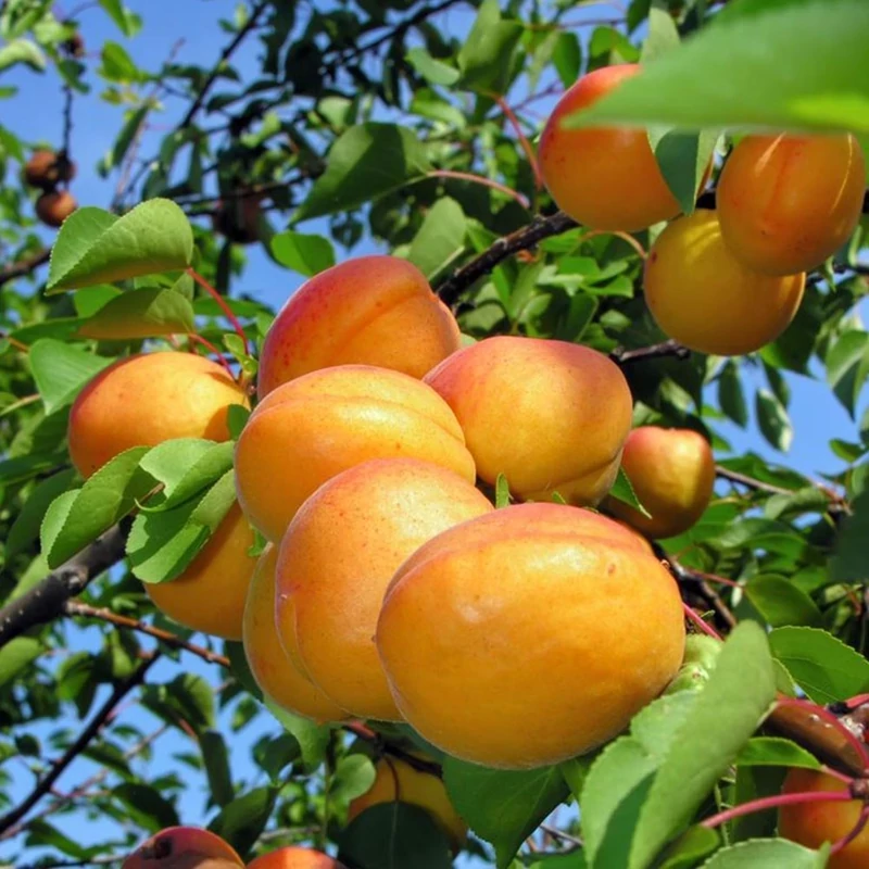 نهال زردآلو عسگر آباد پیوندی دیرگل
