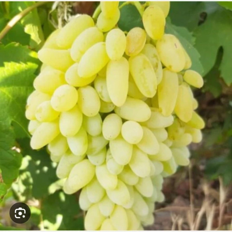 نهال انگور پیکامی