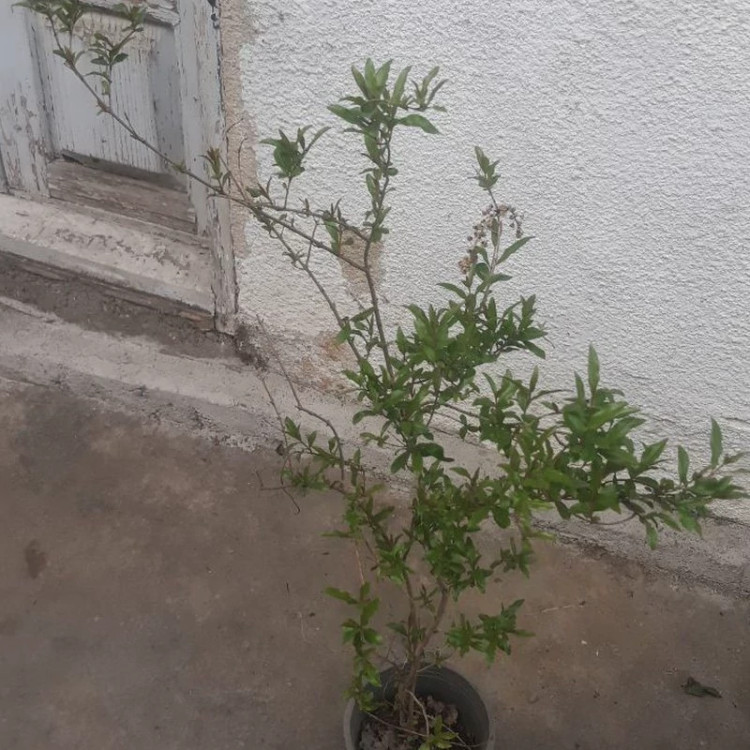 نهال انار بدون دانه ژله ای