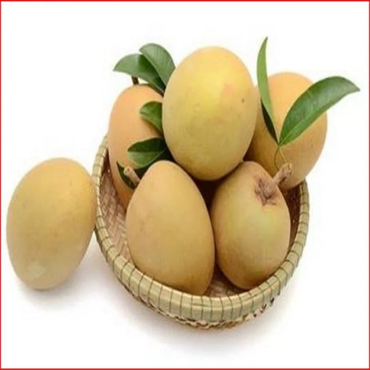 نهال خرمالو سبز