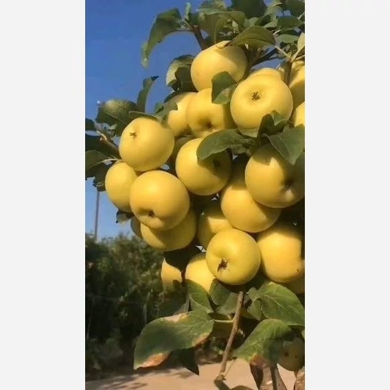 نهال سیب زرد فرانسه