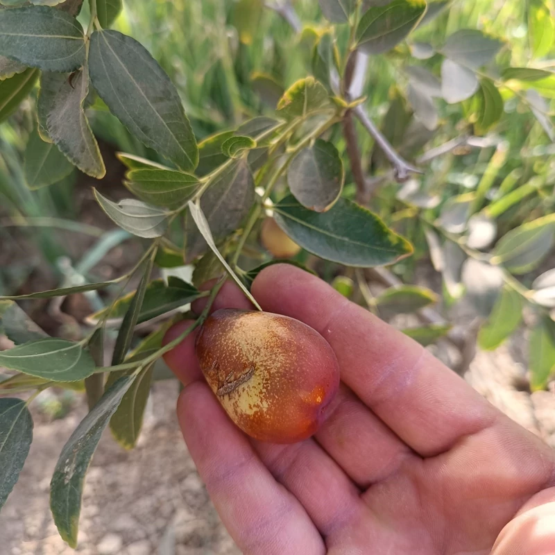 نهال عناب پیوندی(عناب اوکراینی)