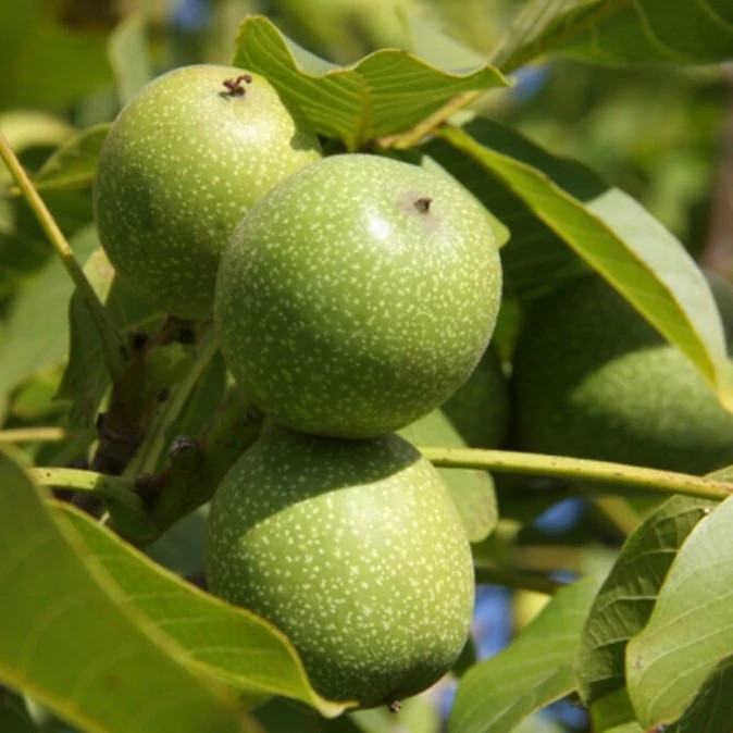 نهال گردو فرنور دیرگل
