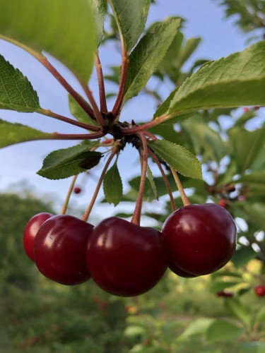 نهال آلبالو گیلاسی