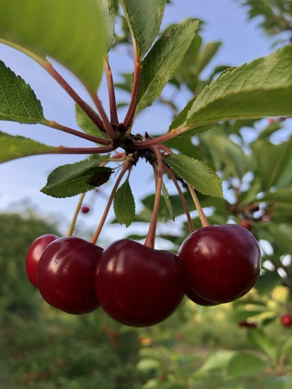 نهال آلبالو گیلاسی