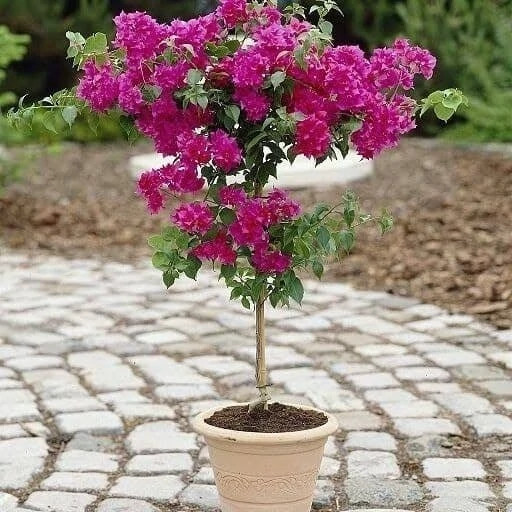 گل کاغذی