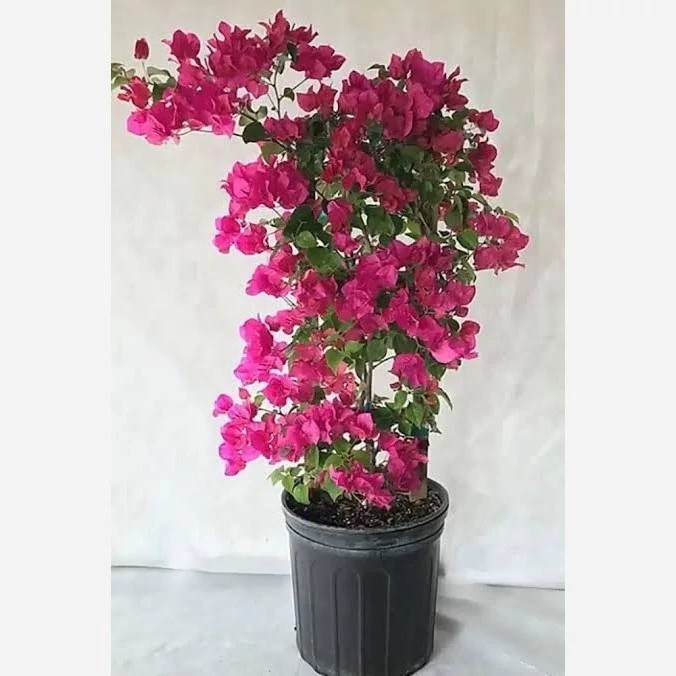 گل کاغذی