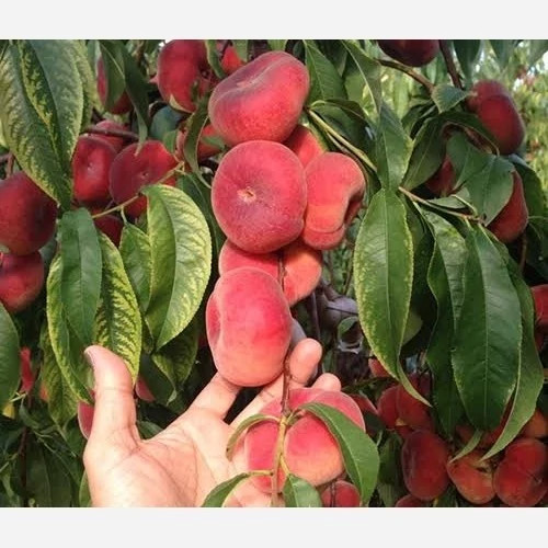 نهال هلو انجیری اناناسی