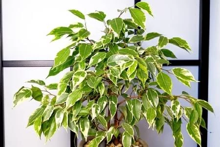 نهال گل بنجامین