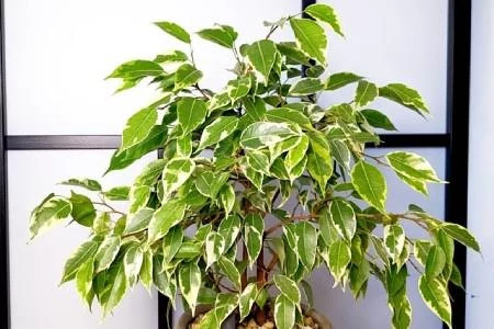 نهال گل بنجامین