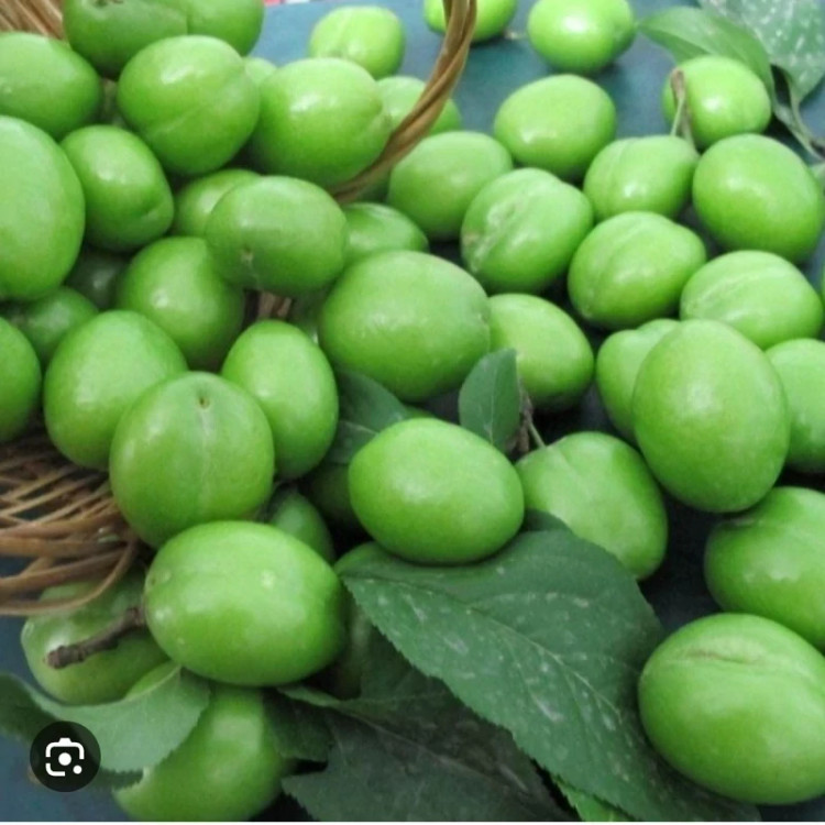 نهال گوجه سبز سردرودی