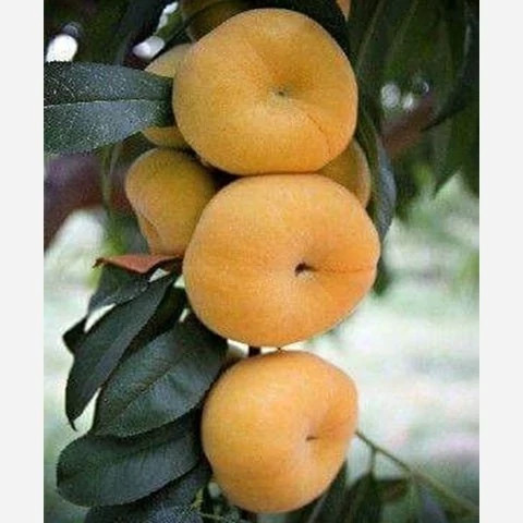 پک 10 تایی نهال میوه ویژه عید نوروز
