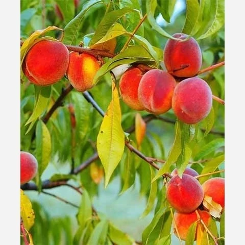 پک 10 تایی نهال میوه ویژه عید نوروز