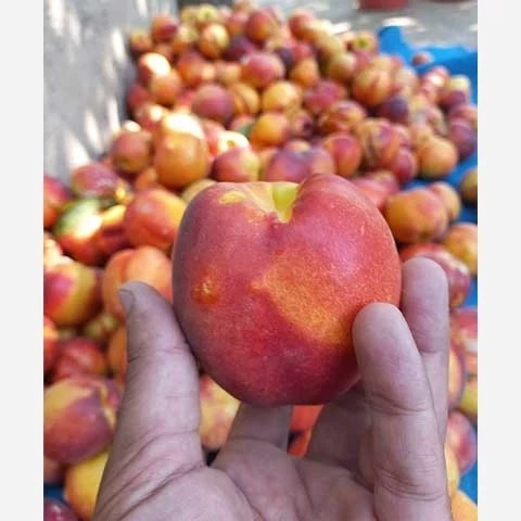 پک 10 تایی نهال میوه ویژه عید نوروز
