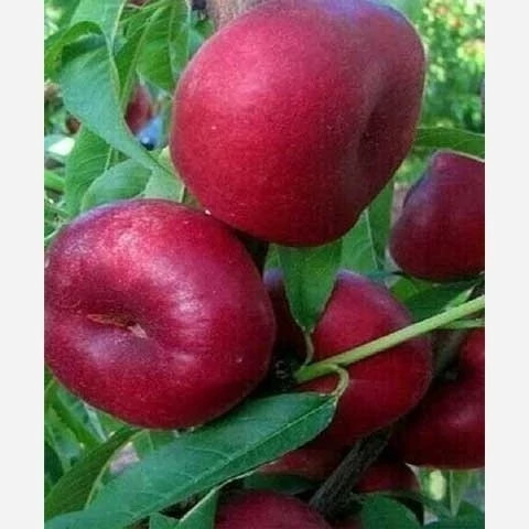 پک 10 تایی نهال میوه ویژه عید نوروز