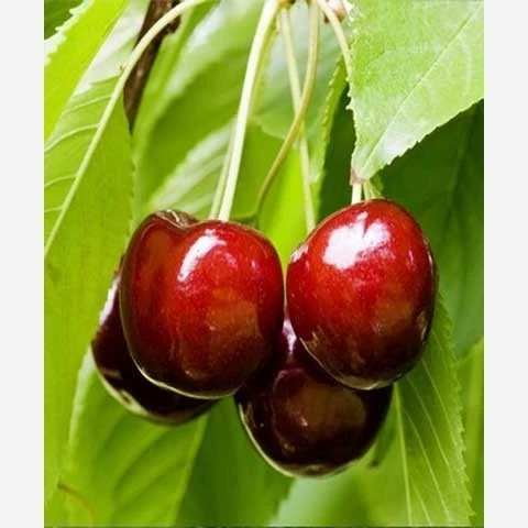 پک 10 تایی نهال میوه ویژه عید نوروز