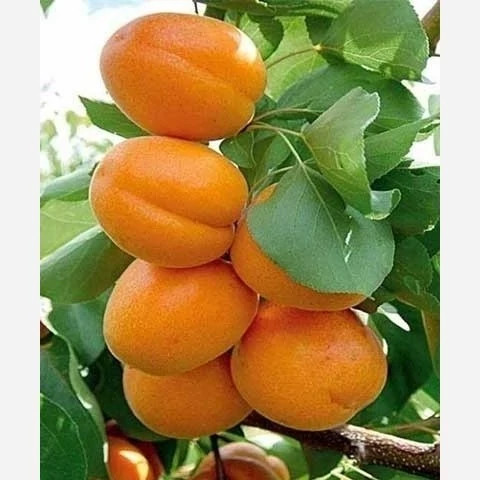 پک 10 تایی نهال میوه ویژه عید نوروز