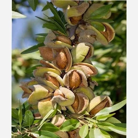 پک 10 تایی نهال میوه ویژه عید نوروز