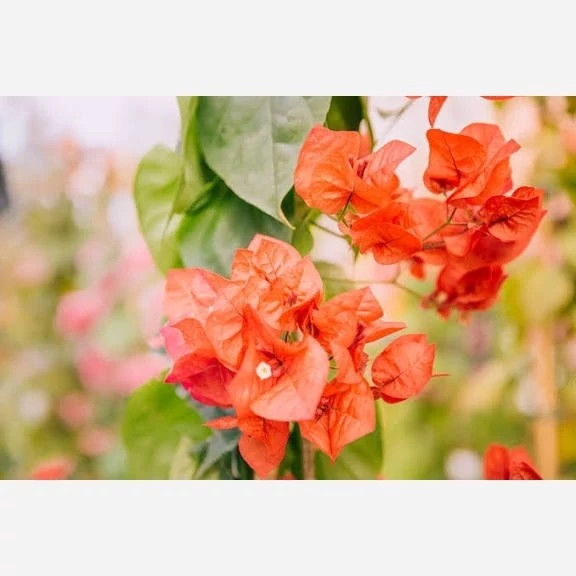 نهال گل کاغذی رنگی