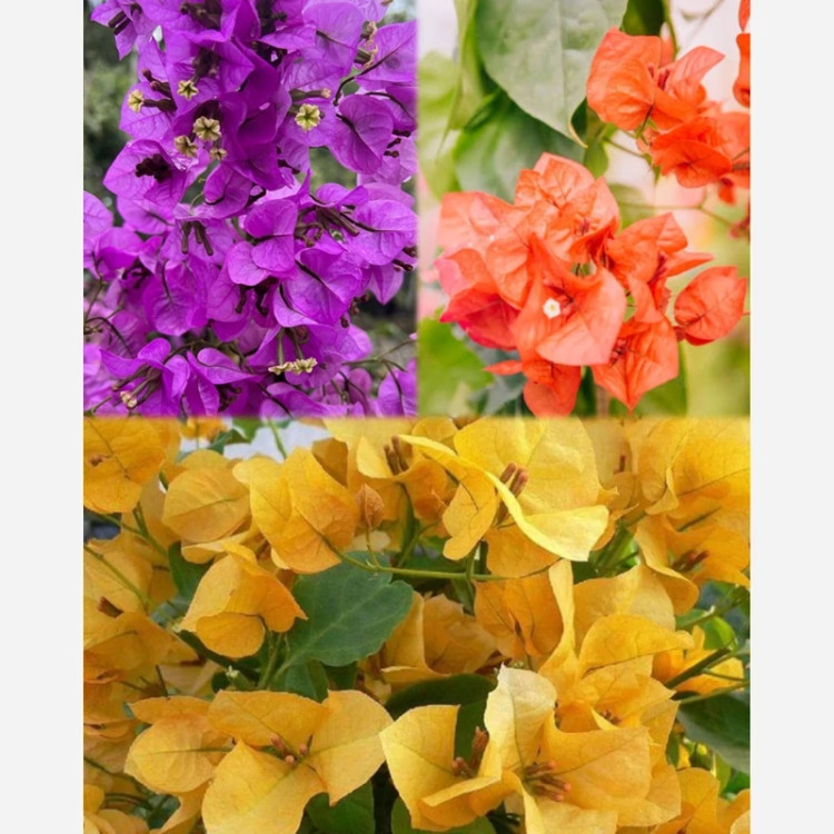نهال گل کاغذی رنگی