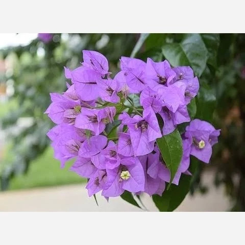 نهال گل کاغذی رنگی