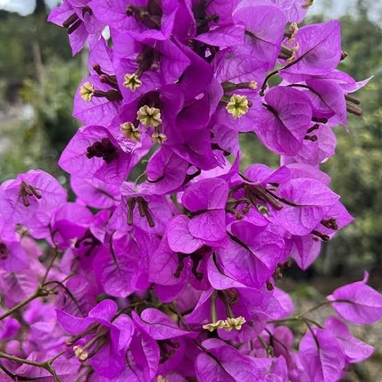 نهال گل کاغذی رنگی