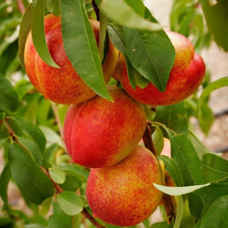 نهال شلیل سایز بزرگ بن دار