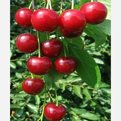 نهال آلبالو بوترمو