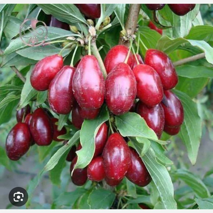 نهال ذغال اخته ترکیه