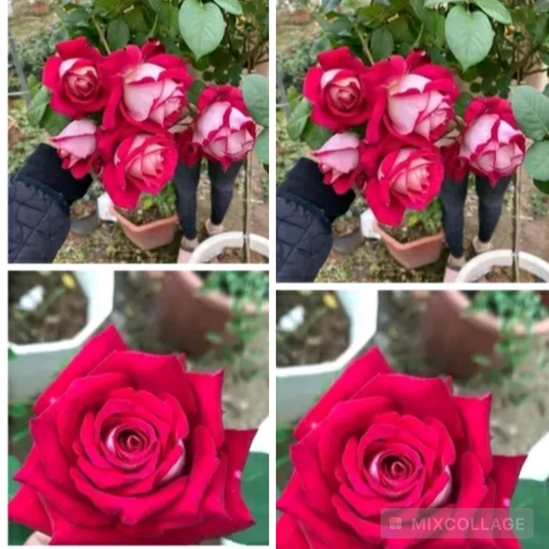 نهال  رز پشت نقره ای