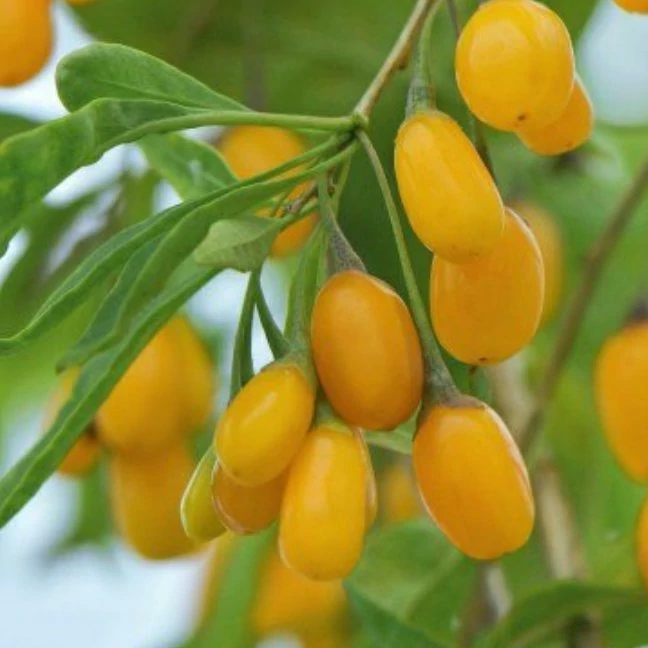 نهال گوجی بری گلدن