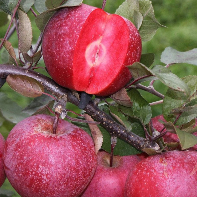 نهال سیب خونی